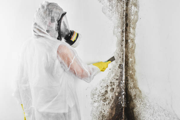 Best Black Mold Removal  in Taunton, MA