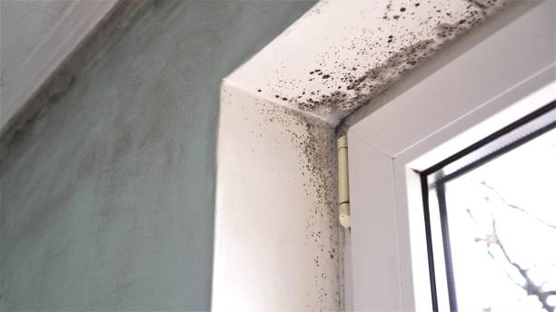 Best Mold Testing  in Taunton, MA
