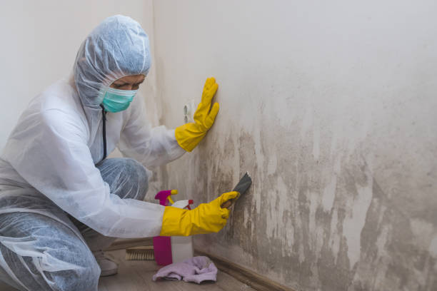  Taunton, MA Mold Removal Pros
