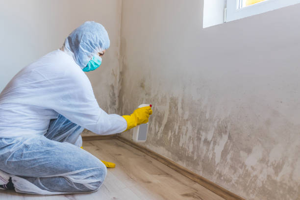 Best Certified Mold Removal  in Taunton, MA