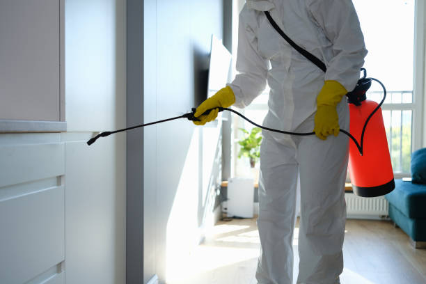 Best Residential Mold Removal  in Taunton, MA
