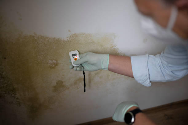 Best Affordable Mold Removal  in Taunton, MA