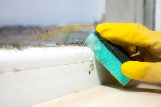 Best Local Mold Removal Service  in Taunton, MA