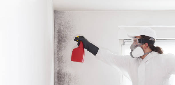 Crawl Space Mold Removal in Taunton, MA