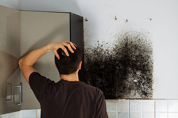Best Mold Remediation  in Taunton, MA