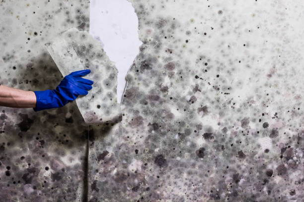 Best Mold Removal Company Near Me  in Taunton, MA