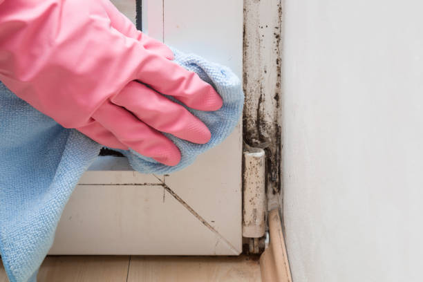 Professional Mold Removal in Taunton, MA
