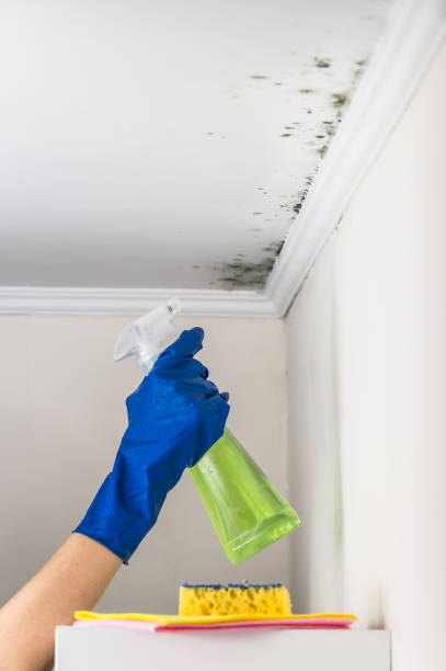 Best Attic Mold Removal  in Taunton, MA