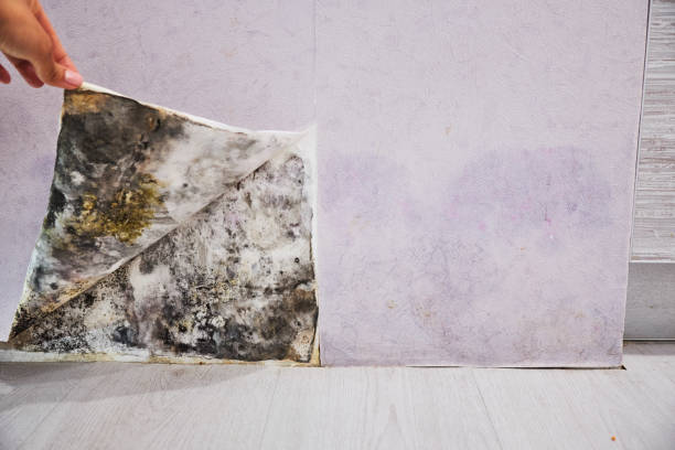 Best Home Mold Removal  in Taunton, MA